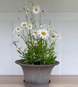 Kruka Daisy, kruka, Bergs Potter